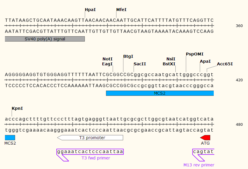 pCS2+8 多克隆位点2 点击看大图 pCS2+8 多克隆位点
2